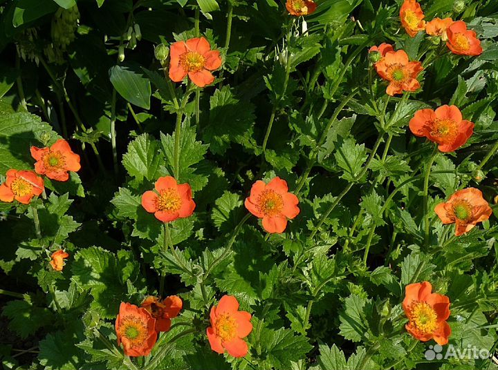 Многолетние цветы для сада, дачи, гравилат