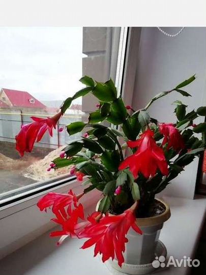 Декабрист шлюмбергера красный