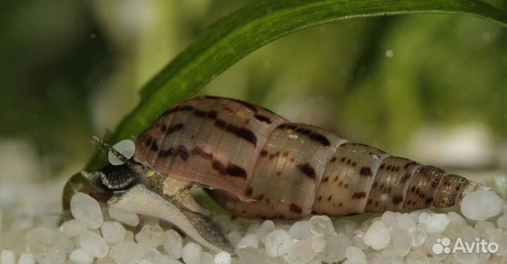 Улитки мелании