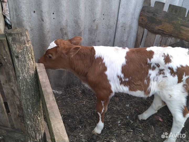 Бычки и телята