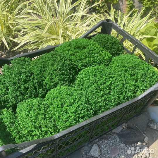 Стабилизированный мох