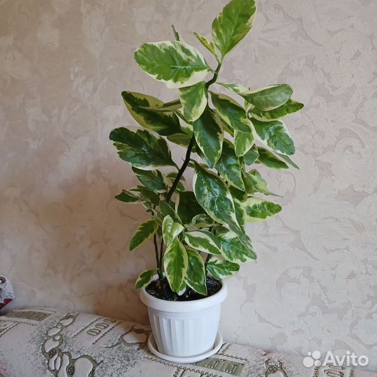 Педилантус