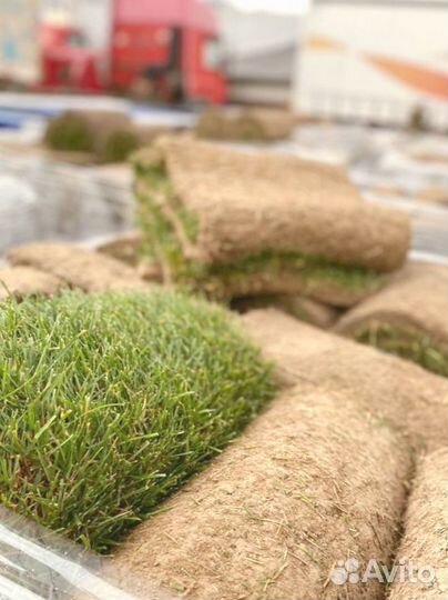 Рулонный газон