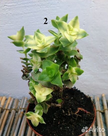 Другие коллекционные Крассулы NEW 10.09.23