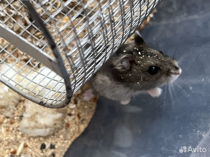 Продаю хомячков
