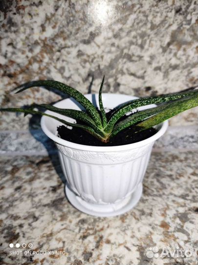 Суккуленты