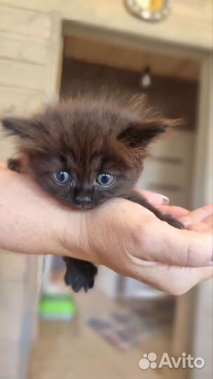 Черный котенок мальчик
