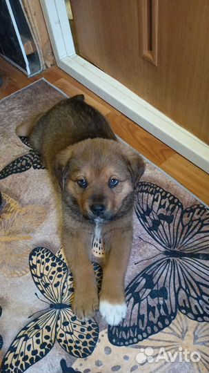 Отдам в добрые руки