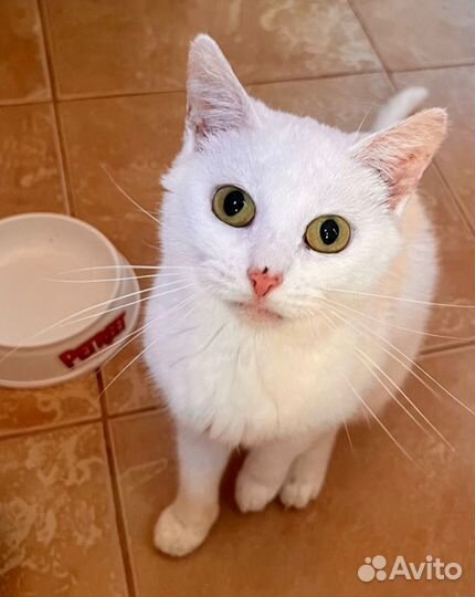 Спасите кошечку из заточения