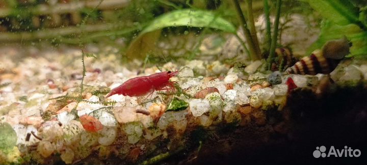 Аквариум и рыбки