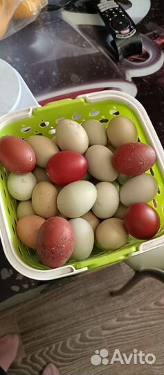 Цыплята разных пород и возрастов