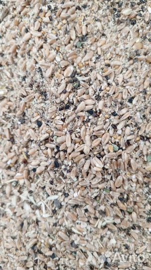 Зерноотходы пшеничные