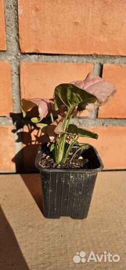 Сингониум Неон