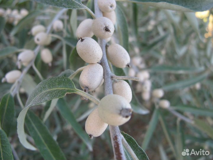 Лох Super Compacta