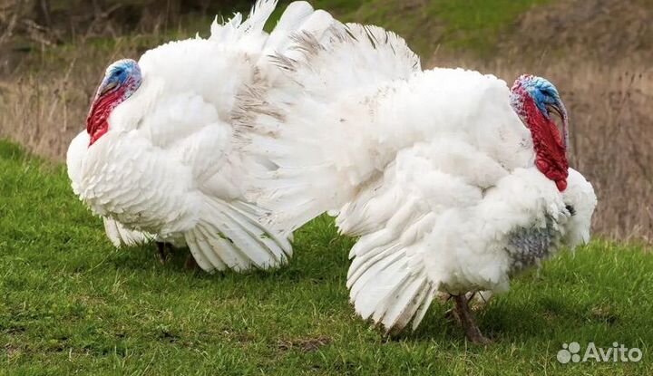 Инкубационное яйцо индейки