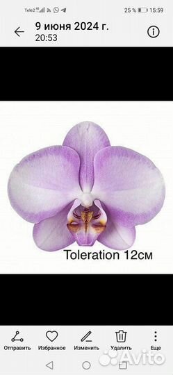 Орхидея фаленопсис