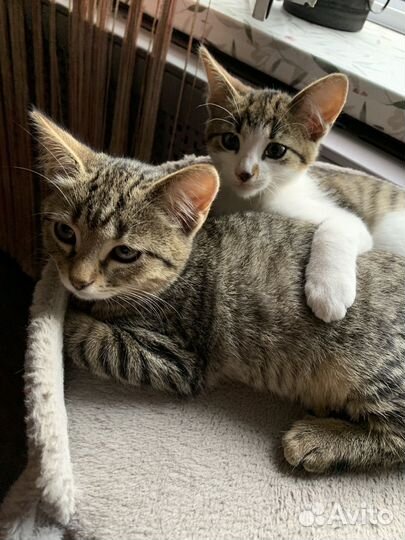 Кошка в дар бесплатно