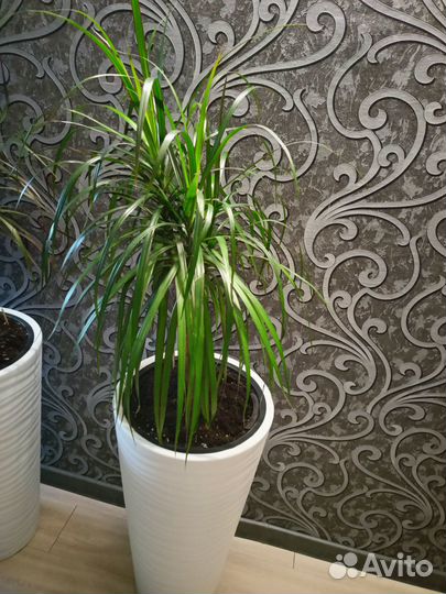 Продам цветы комнатные