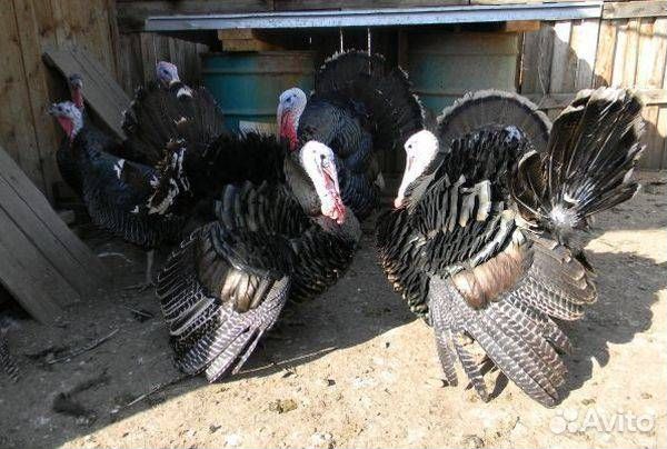 Индюки домашние