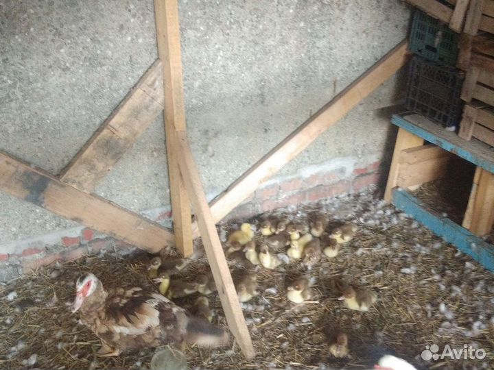 Продам индоутят