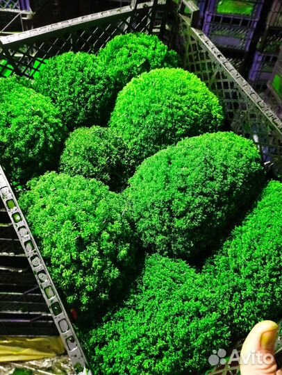 Яркий сочный мох для декора стен