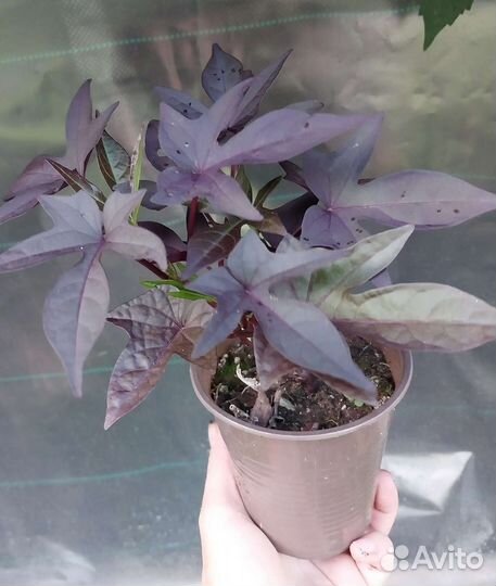 Ипомея батат