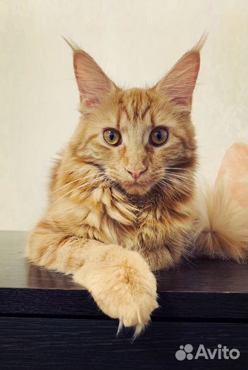 Передержка животных Славянка/Пушкин/Павловск/Колпи