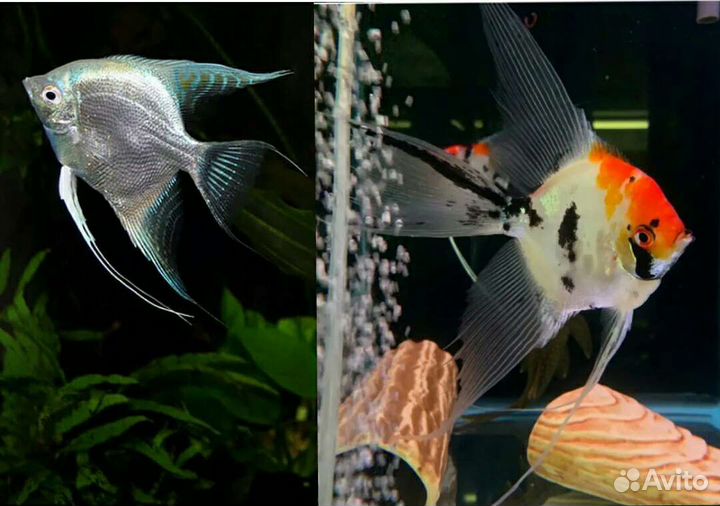 Рыбки оптом