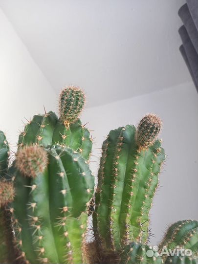 Кактус(детки) бесплатно в добрые руки