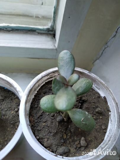 Денежное дерево толстянка лечебная