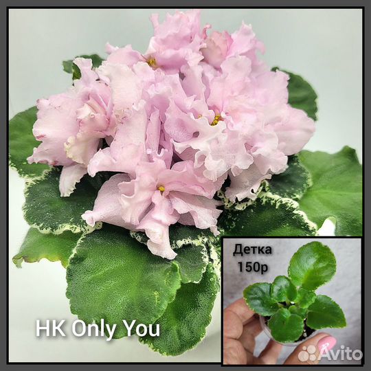 Фиалки детки