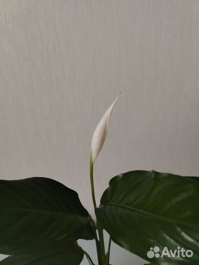 Спатифиллум