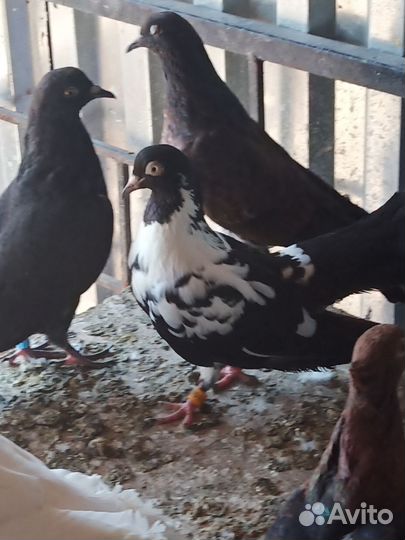 Голуби пермские и свердловские высоколетные