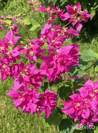 Бугенвиллия double purple
