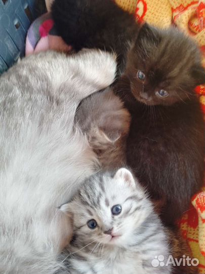 Котята Шотландские вислоухие