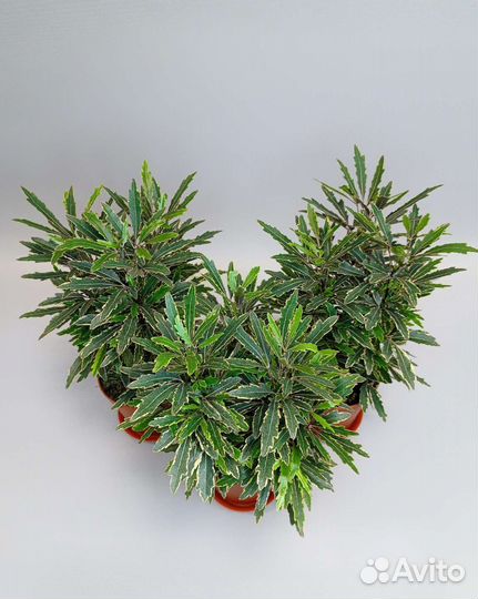 Дизиготека Bianca