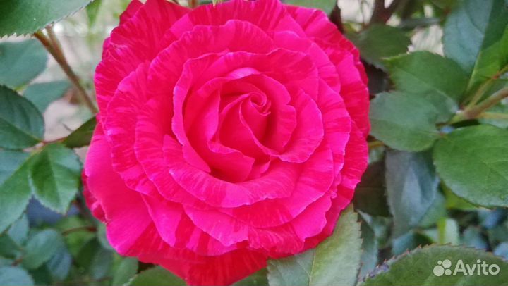 Розы цветы в букет срезка