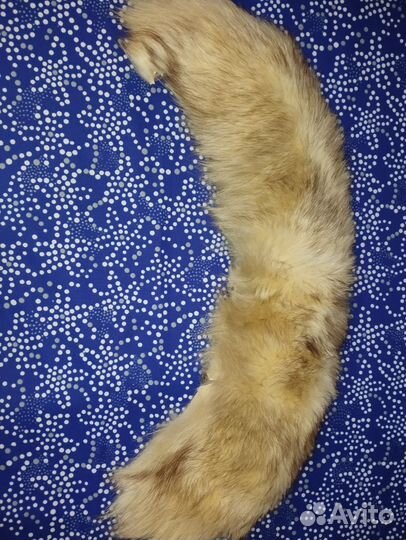 Меховой воротник песец б/у