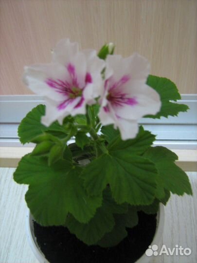 Королевская пеларгония 37 сортов