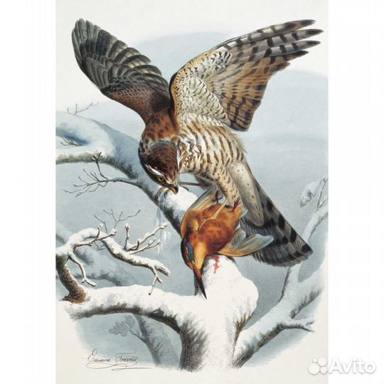 Открытки. Самые красивые птицы.Илл-ции Э.Травье