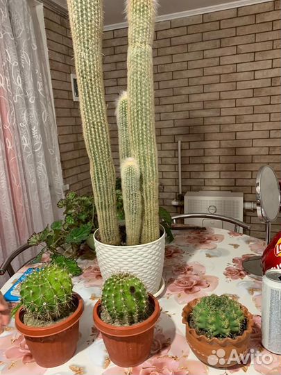 Кактус цветущий