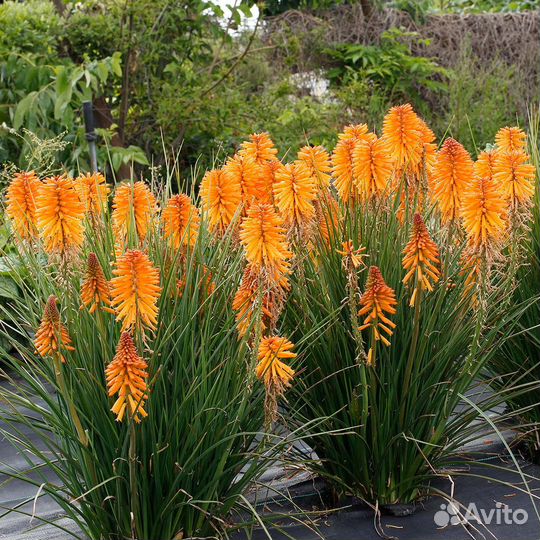 Книфофия с бутонами