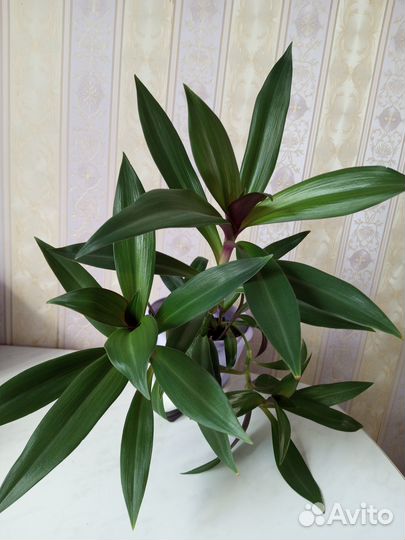 Комнатные Рео традесканция ладья Моисея