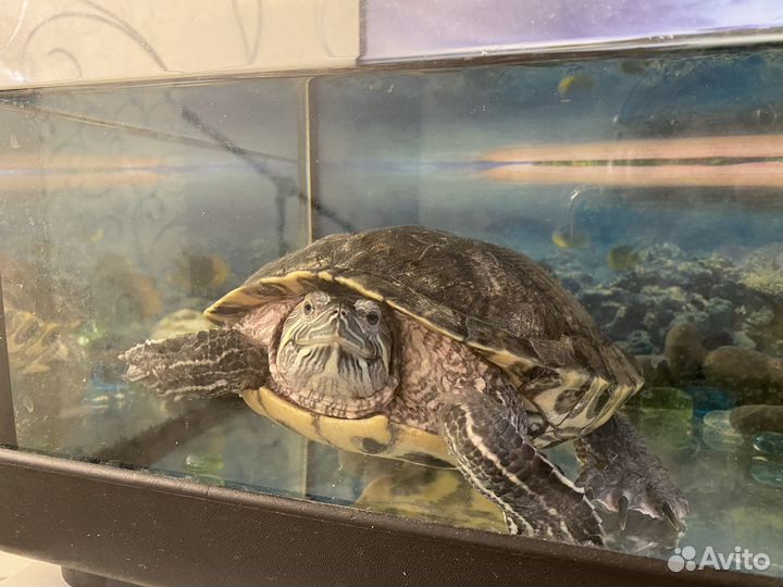Красноухая черепаха с аквариумом