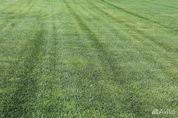 Продажа рулонного газона