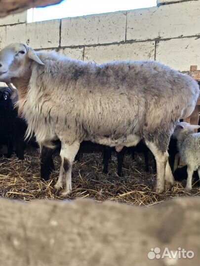 Баран гисар