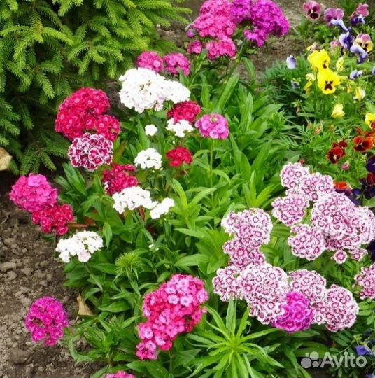 Гвоздика турецкая рассада