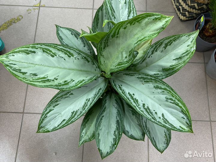 Аглаонема Крупный Куст