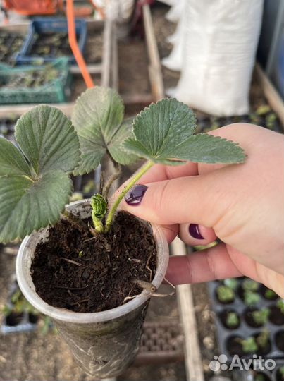 Саженцы Клубники в стаканах