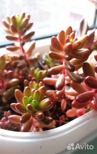 Очиток (sedum rubrotinctum), опунция
